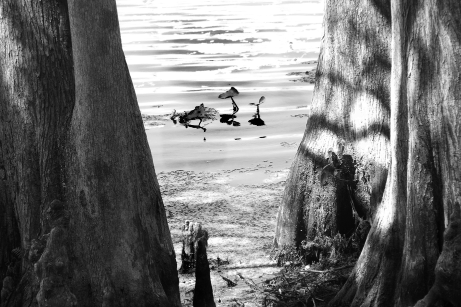 Black-and-White-Edit-goosees